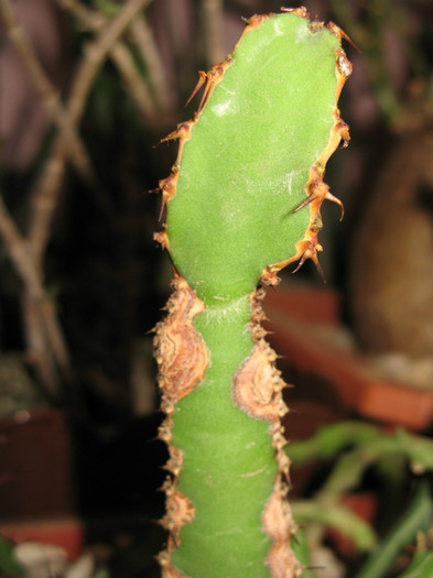 IMG_5673 - EUPHORBIA - album foto 2