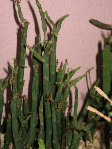 IMG_5674 - EUPHORBIA - album foto 2