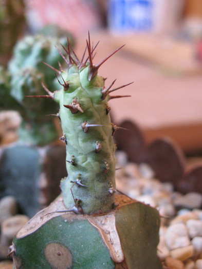 Euphorbia sp. Cape Guardafui - EUPHORBIA - album foto 2