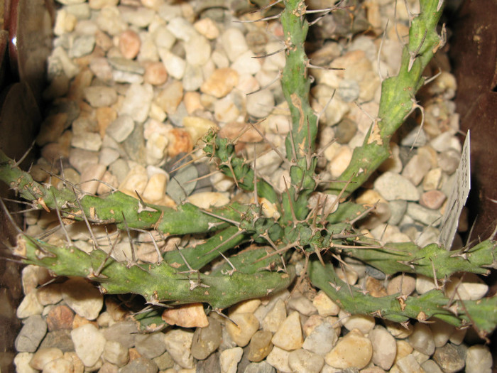 Euphorbia sp. aff. actinoclada - EUPHORBIA - album foto 2