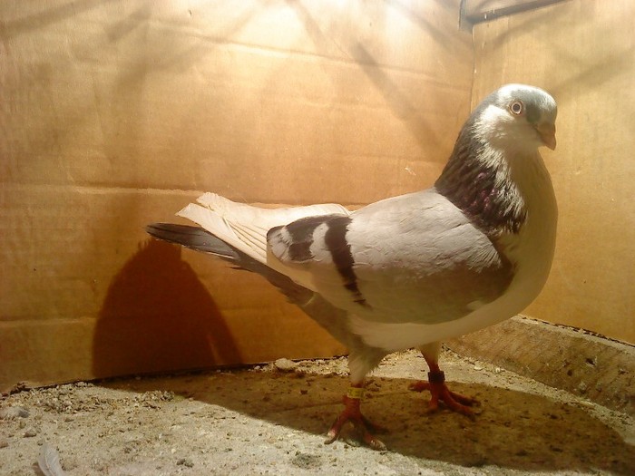 Dat in Cobadin la Osbai - D- Porumbei JUCATORI DE GALATI VANDUTI Album 1