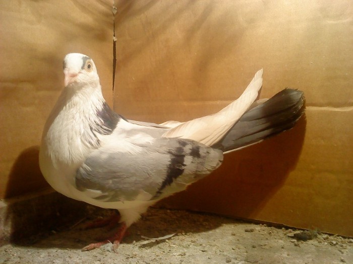 Dat in Cobadin la Osbai - D- Porumbei JUCATORI DE GALATI VANDUTI Album 1