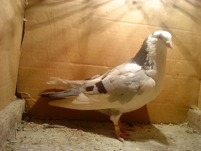 Dat in Cobadin la Osbai - D- Porumbei JUCATORI DE GALATI VANDUTI Album 1