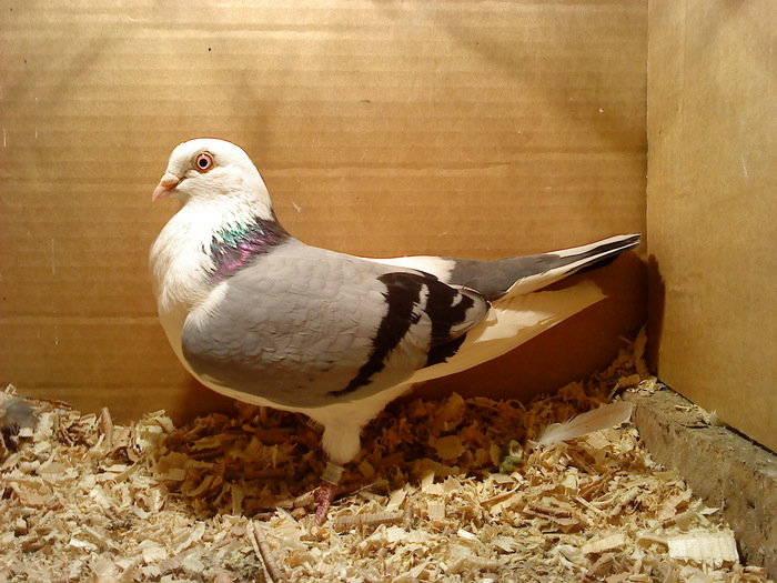 Data in Cobadin la Osbai - D- Porumbei JUCATORI DE GALATI VANDUTI Album 1