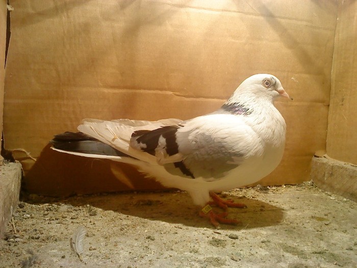 Data in Cobadin la Osbai - D- Porumbei JUCATORI DE GALATI VANDUTI Album 1