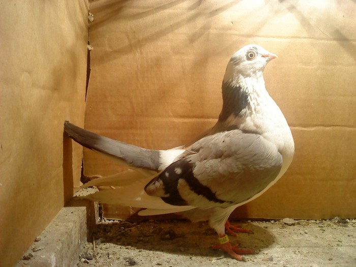 Data in Cobadin la Osbai - D- Porumbei JUCATORI DE GALATI VANDUTI Album 1