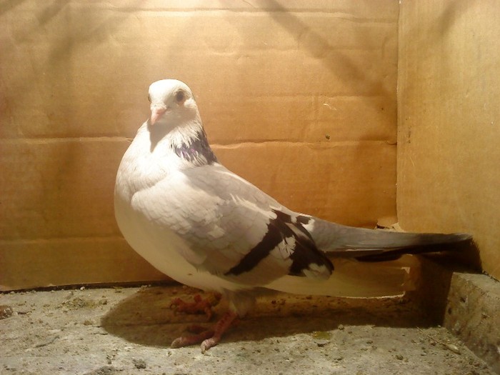 Data in Cobadin la Osbai - D- Porumbei JUCATORI DE GALATI VANDUTI Album 1