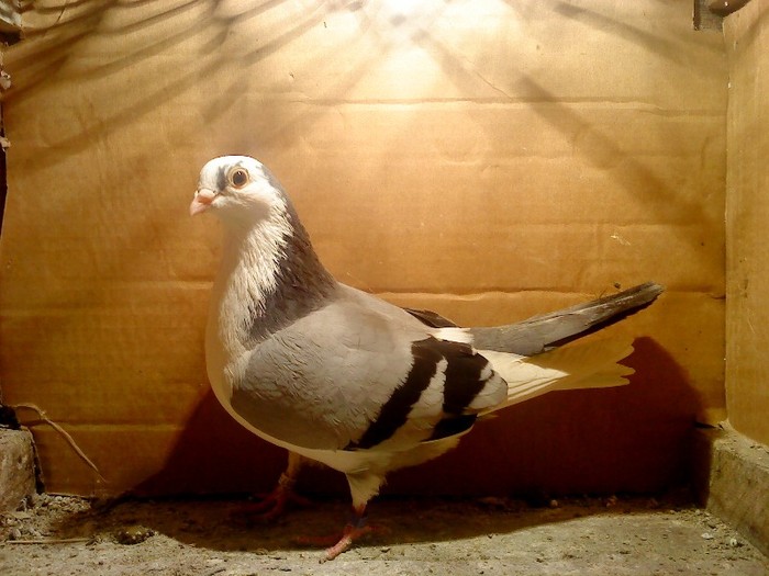 Data in Cobadin la Osbai - D- Porumbei JUCATORI DE GALATI VANDUTI Album 1