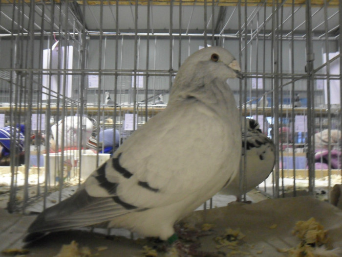 SAM_0682