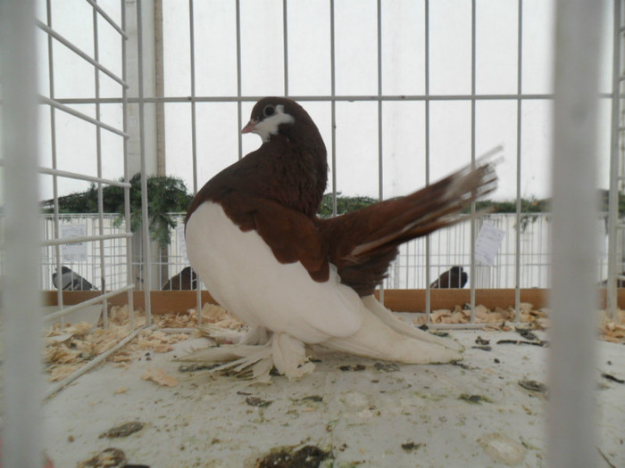 SAM_0739