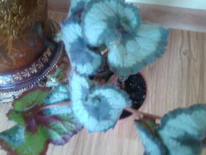 begonia rex