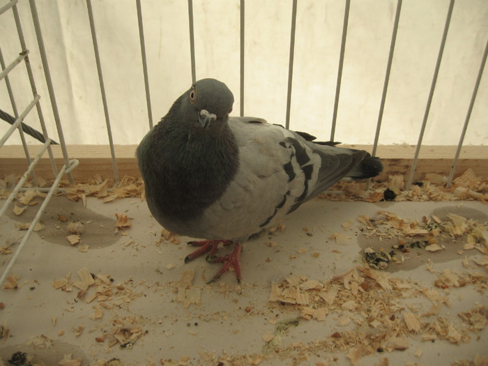 Expozitie Galati noiembrie 2011