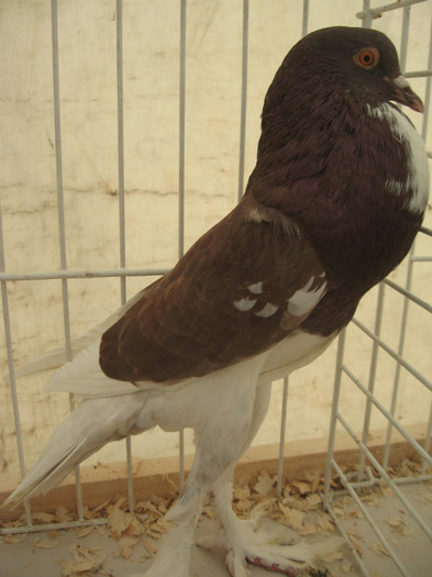 Expozitie Galati noiembrie 2011