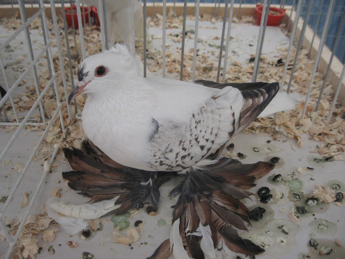 IMG_9807 - Expozitie Galati noiembrie 2011