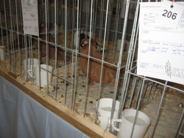 IMG_9883 - Expozitie Galati noiembrie 2011