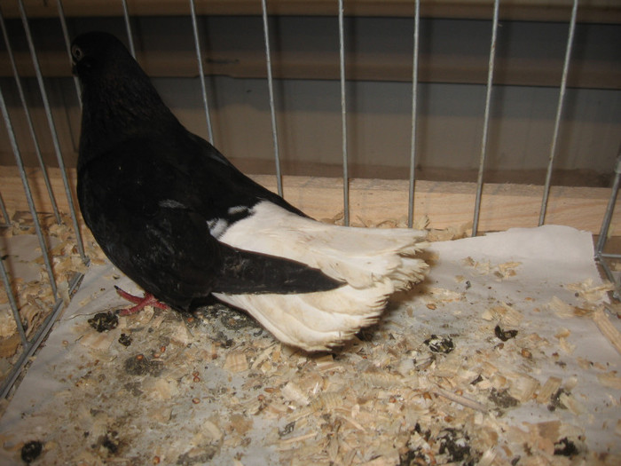 IMG_9892 - Expozitie Galati noiembrie 2011