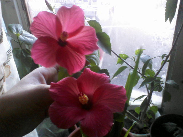 chiar doua! - hibiscus