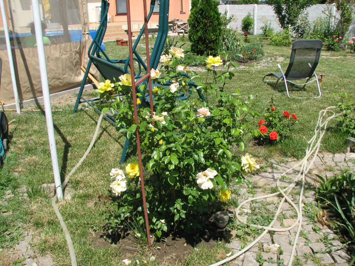 IMG_9562; golden shower
