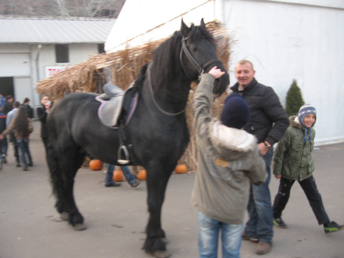 Galati noiembrie 2011 - Caii