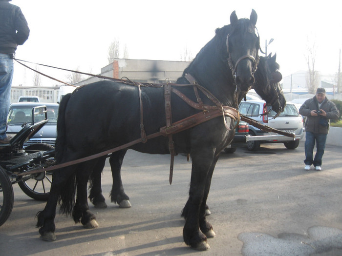 Galati noiembrie 2011