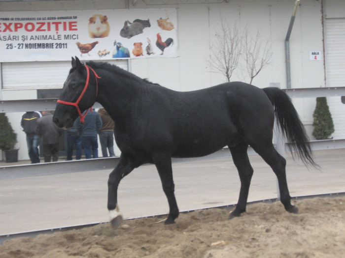 Galati noiembrie 2011
