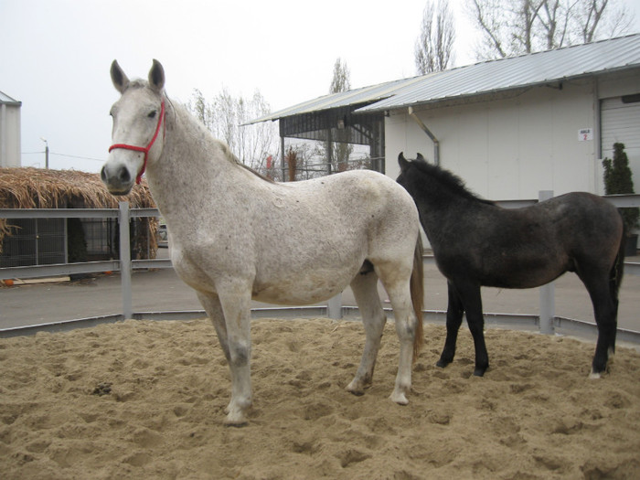 Galati noiembrie 2011