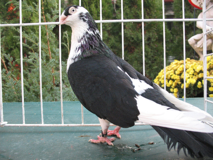 IMG_4964 - Baltati pe negru - masculi