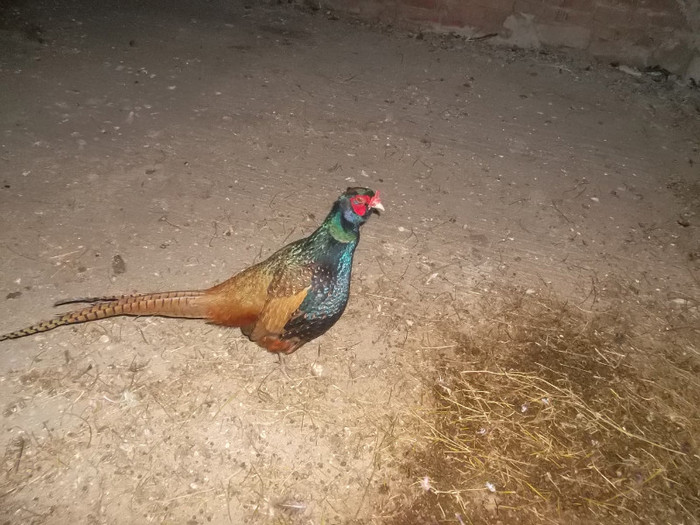 SAM_1918 - zoo meu
