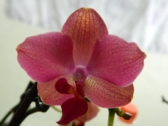 DSCN0156 - Orhidee