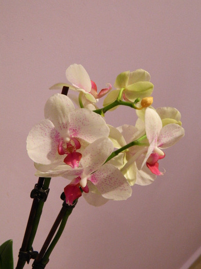 DSCN0185 - Orhidee