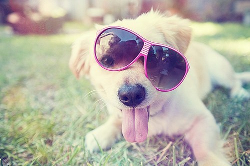 beauty-color-crazy-cute-dog-Favim.com-217992_large - R Ha Ha Ha Haaa