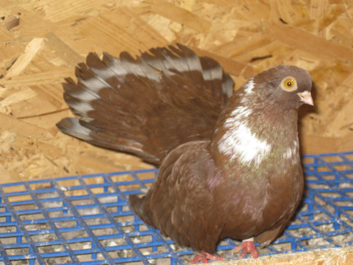 IMG_8016 - Raicu Catalin