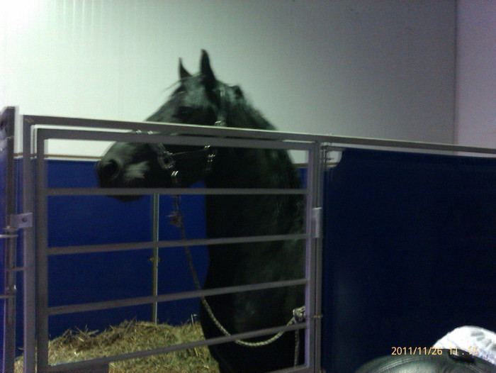 52946651_EJQNNOW2 - S-Expozitie Nationala a Romaniei Galati 2011