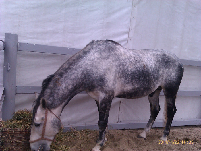 52946657_HUKYZZS2 - S-Expozitie Nationala a Romaniei Galati 2011