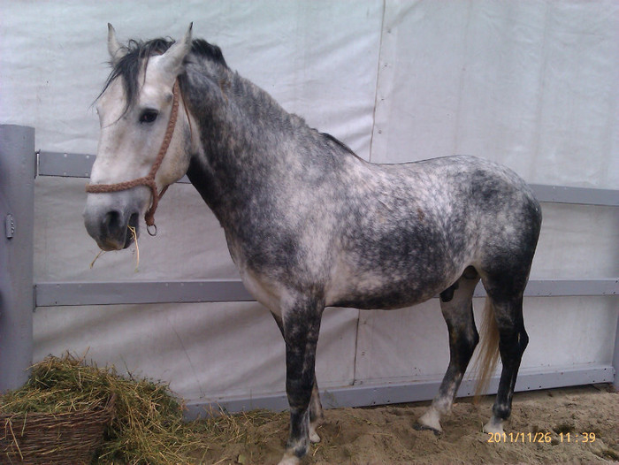52946659_KYTPMUI2 - S-Expozitie Nationala a Romaniei Galati 2011