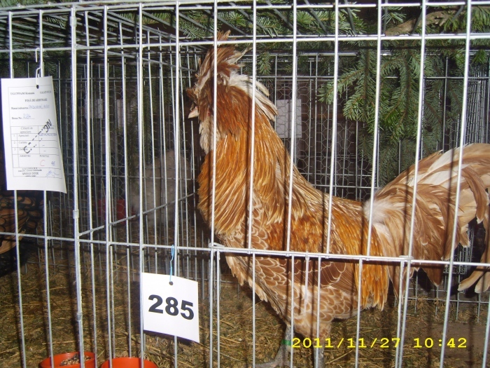 img_0788 - S-Expozitie Nationala a Romaniei Galati 2011