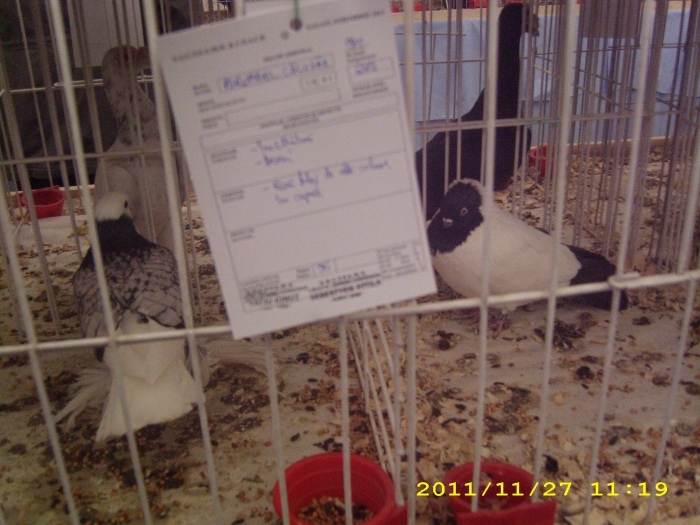 img_0859 - S-Expozitie Nationala a Romaniei Galati 2011