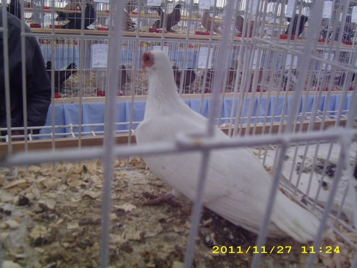 img_0880 - S-Expozitie Nationala a Romaniei Galati 2011