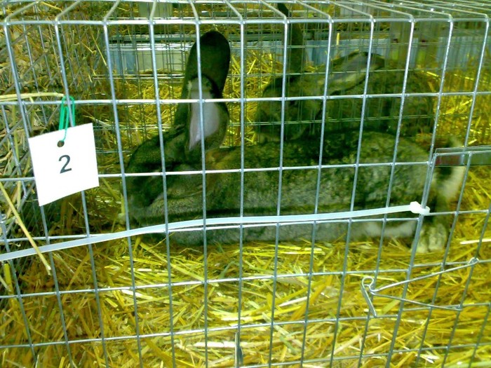 RO 74 GL 4 1 - 95,5 puncte