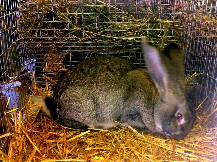 RO 80 GL 4 1 --- 95 PCT