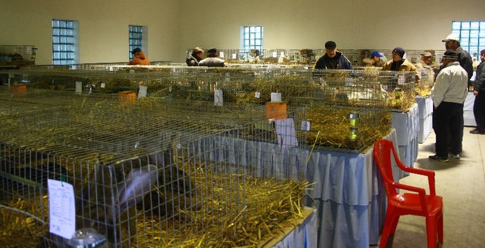 sala expo iepuri