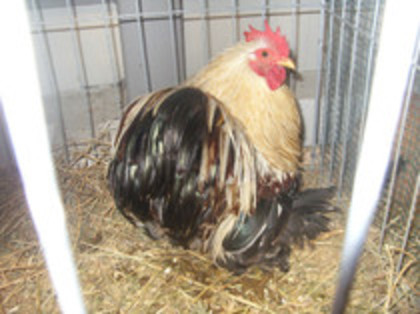 52938934_YYEFVLT2 - u EXPOZITIA NATIONALA DE PORUMBEI PASARI SI ANIMALE MICI GALATI NOV 2011