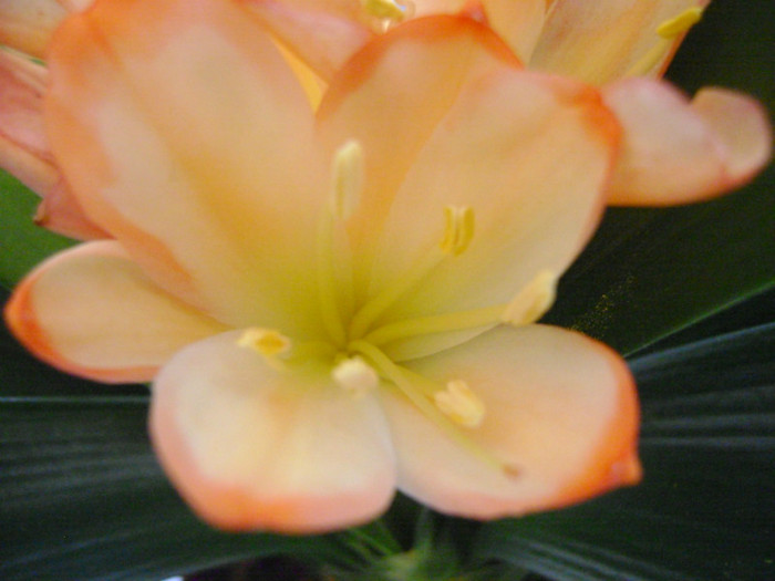 white lips - CLIVIA