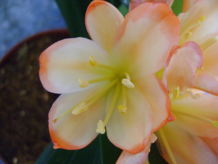 white Lips - CLIVIA