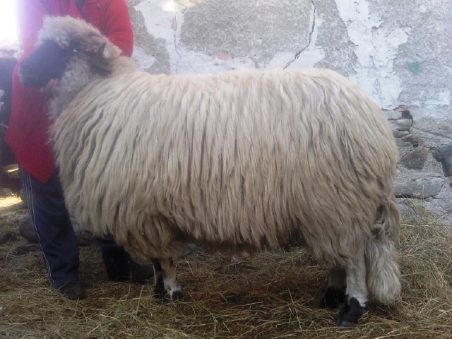 Photo1033 - oi breze de petrosani