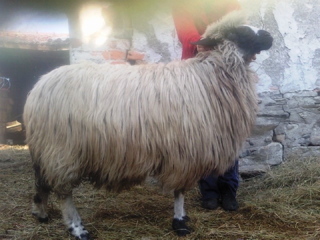 Photo1029 - oi breze de petrosani