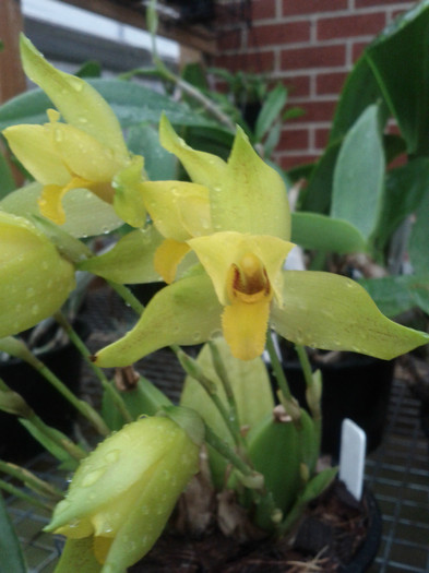 29.11.11 - Lycaste 2