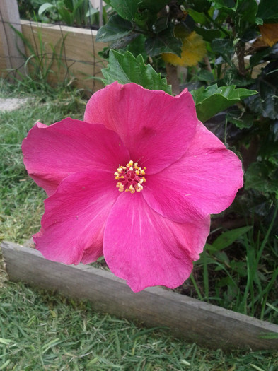 28.11.11 - Hibiscus 2011-2012