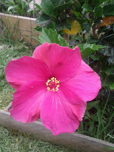  - Hibiscus 2011-2012