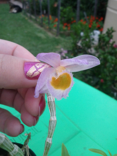  - Dendrobium loddigesii
